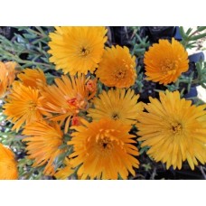 Light Orange Pigface 1 Plants Succulents Shrubs Mesembryanthemum crystallinum